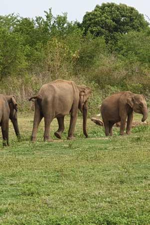 Eléphants Sri Lanka