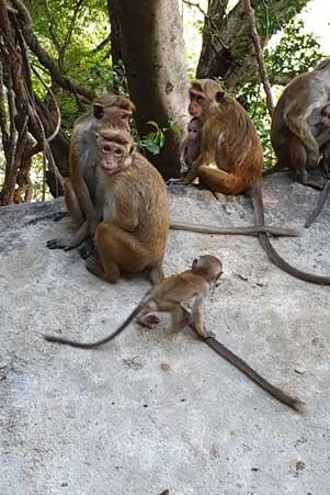 Singes du Sri Lanka 