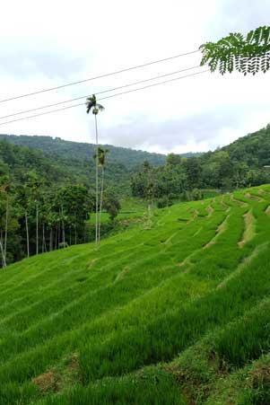 Rizière Sri Lanka