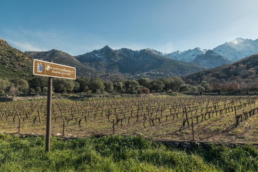 Routes des Vins du Cap Corse